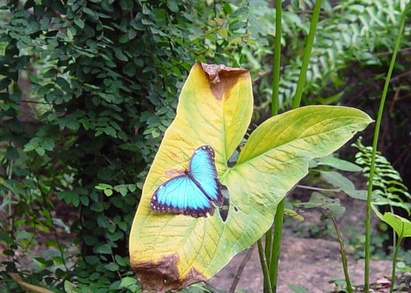 blueMorpho