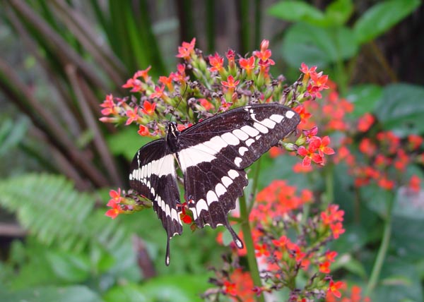 swallowtail