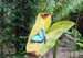 blueMorpho