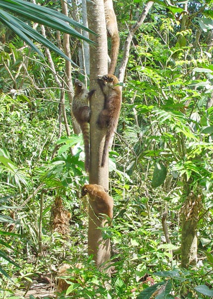 CoatiMundi