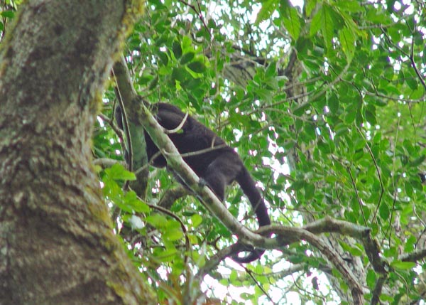 HowlerMonkey