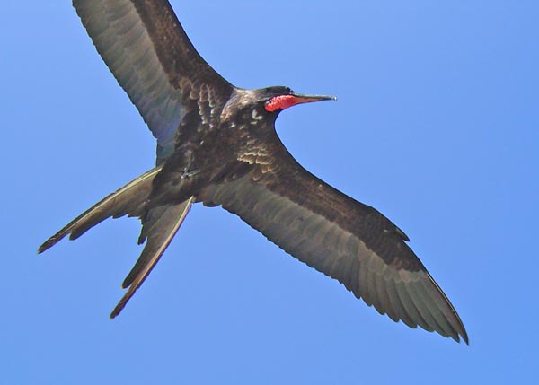 frigatebird