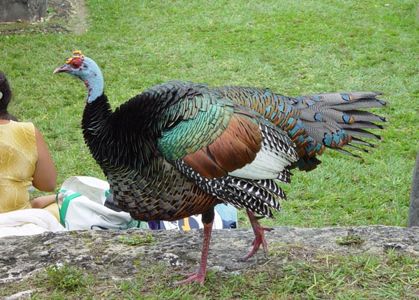 ocellatedTurkey