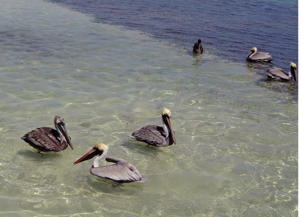 pelicans