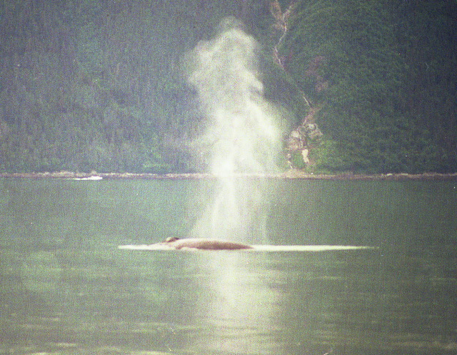 Humpback spouting