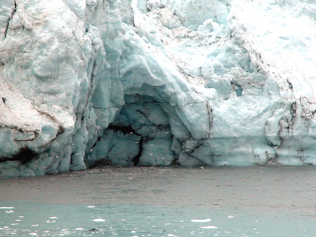 Kittiwakes at glacier