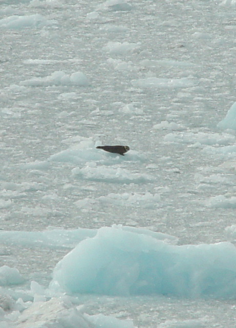 Harbor seal