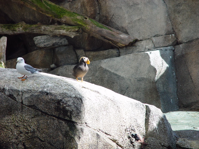 Seward Sealife Center