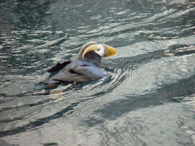 Tufted Puffin