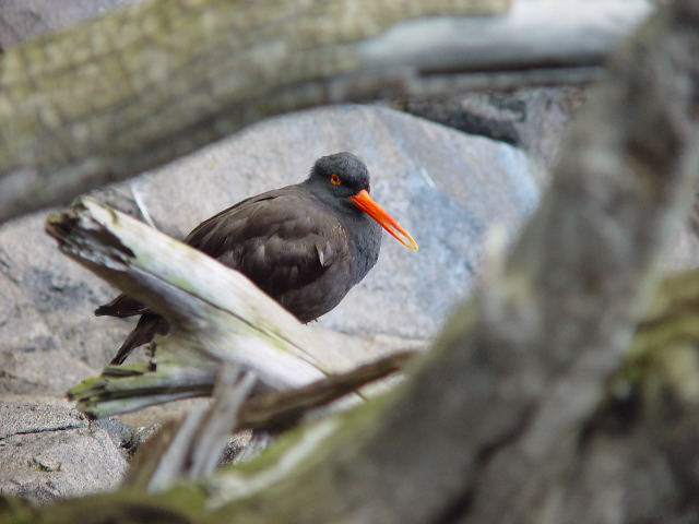 Oystercatcher