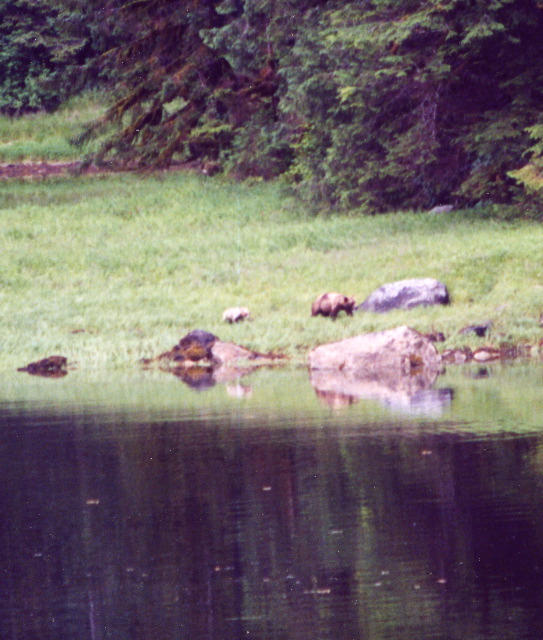 Misty Fjiords Brown Bears