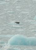 Harbor seal