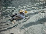 Tufted Puffin