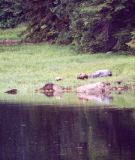 Misty Fjiords Brown Bears